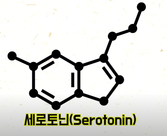 세로토닌 행복호르몬
